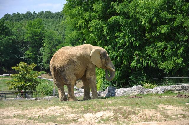 min 2013 07 06 beauval 257